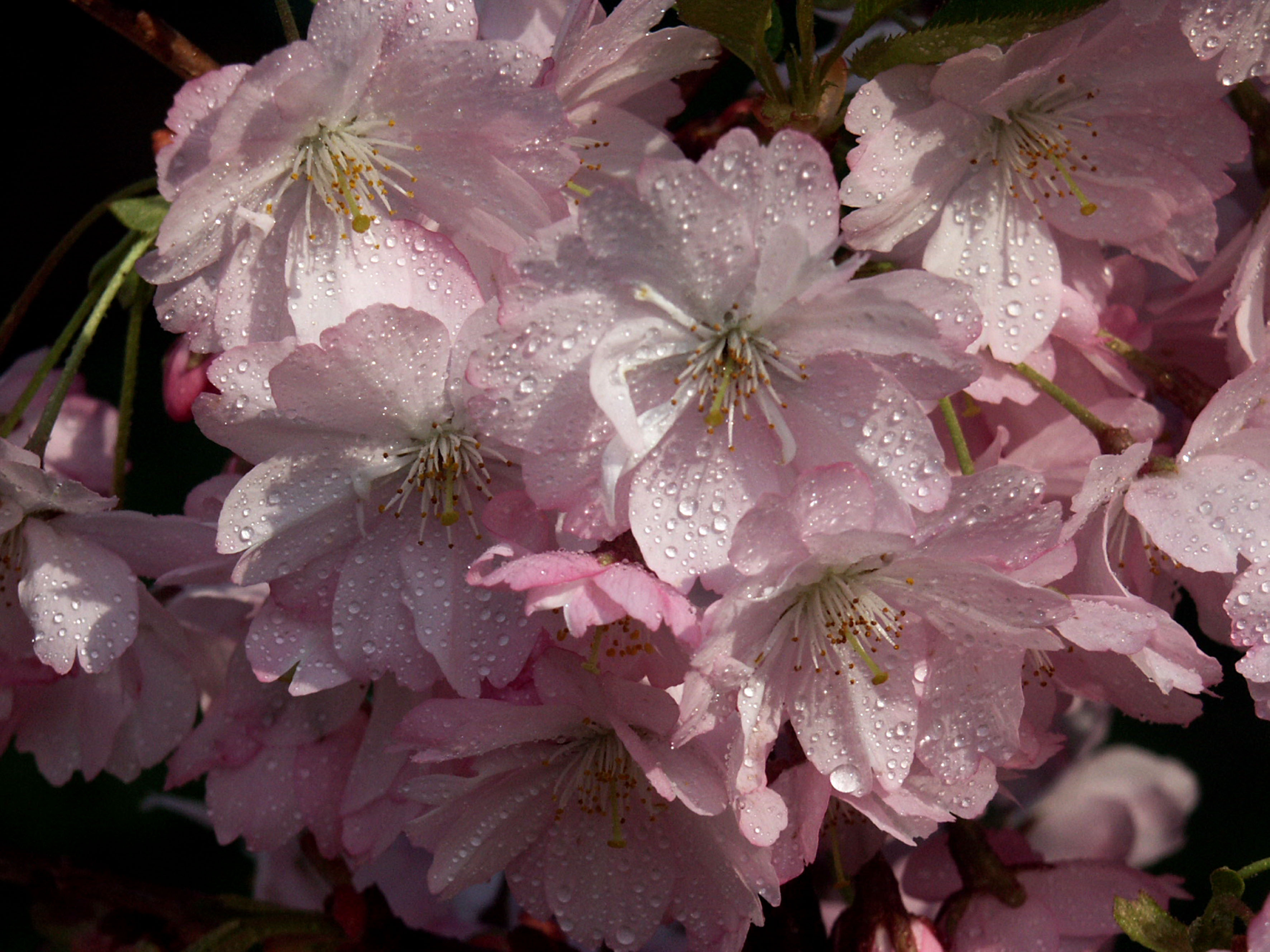 Sakura! Die Kirschblütenfront ist da! – Garten Akademie