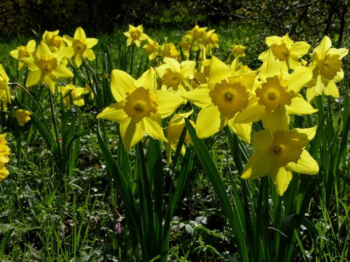 Narcissus pseudonarcissus, Osterglocken © GartenAkademie.com