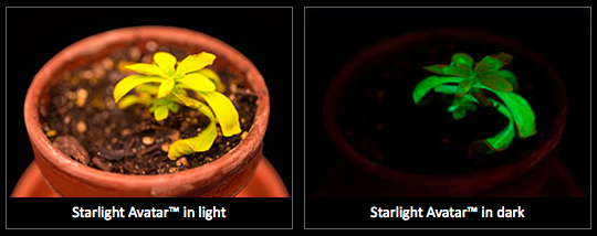 Starlight Avatar™ © bioglowtech.com